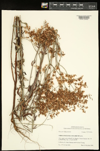 Eriogonum multiflorum image