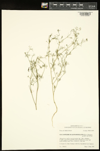 Cyclospermum leptophyllum image