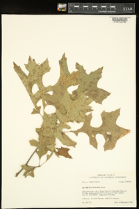 Quercus texana image