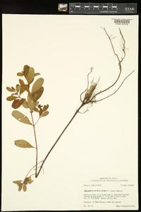 Triadenum walteri image