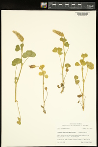 Trifolium incarnatum image