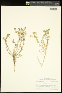 Lepidium densiflorum image