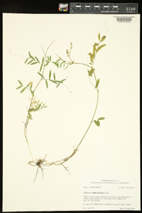 Vicia caroliniana image