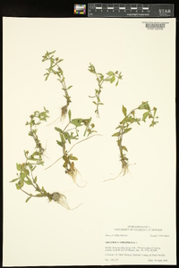 Gratiola virginiana image