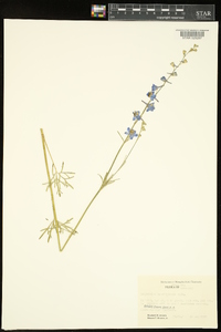 Delphinium carolinianum image