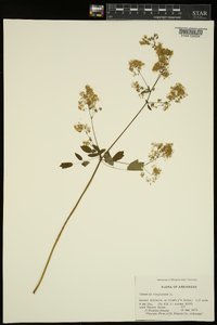 Thalictrum dasycarpum image