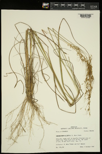 Sorghastrum elliottii image