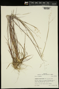 Sporobolus vaginiflorus image