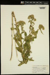 Eupatorium perfoliatum var. perfoliatum image