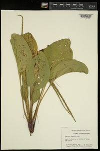 Plantago rugelii image