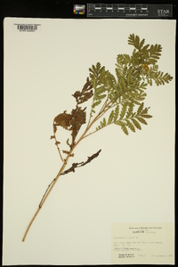 Tanacetum vulgare image