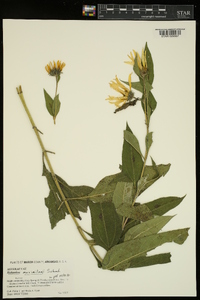 Helianthus tuberosus image