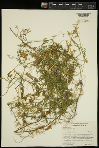 Vicia villosa subsp. varia image