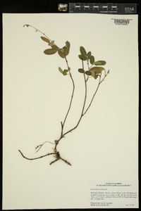 Desmodium incanum image