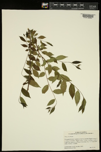 Ulmus alata image