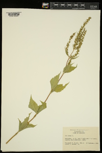 Iva annua image