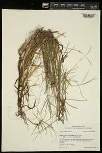 Digitaria ciliaris image