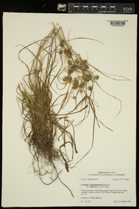 Cyperus retroflexus image