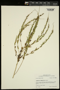 Ambrosia bidentata image