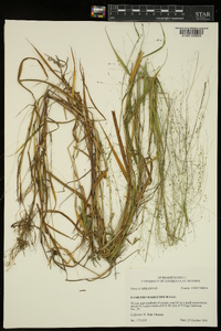 Kellochloa verrucosa image