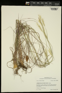 Andropogon ternarius image