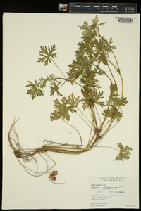 Geranium columbinum image