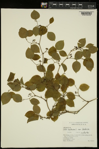 Smilax herbacea image