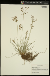 Fimbristylis dichotoma image