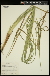 Carex hyalinolepis image