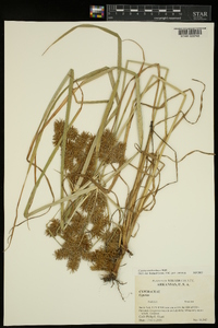 Cyperus erythrorhizos image