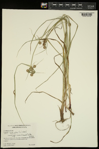 Cyperus echinatus image