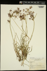 Cyperus rotundus image