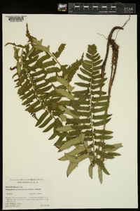 Pyrrosia longifolia image
