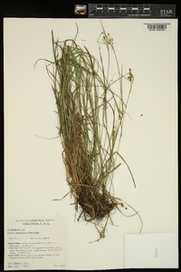 Carex caroliniana image