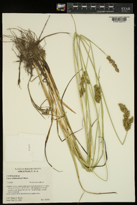 Carex oklahomensis image