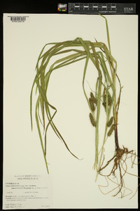 Carex aureolensis image