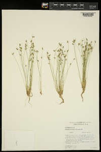 Image of Isolepis koilolepis