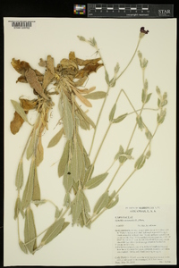 Silene coronaria image