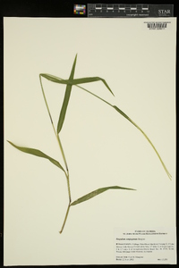 Paspalum conjugatum image