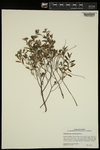 Helianthemum corymbosum image