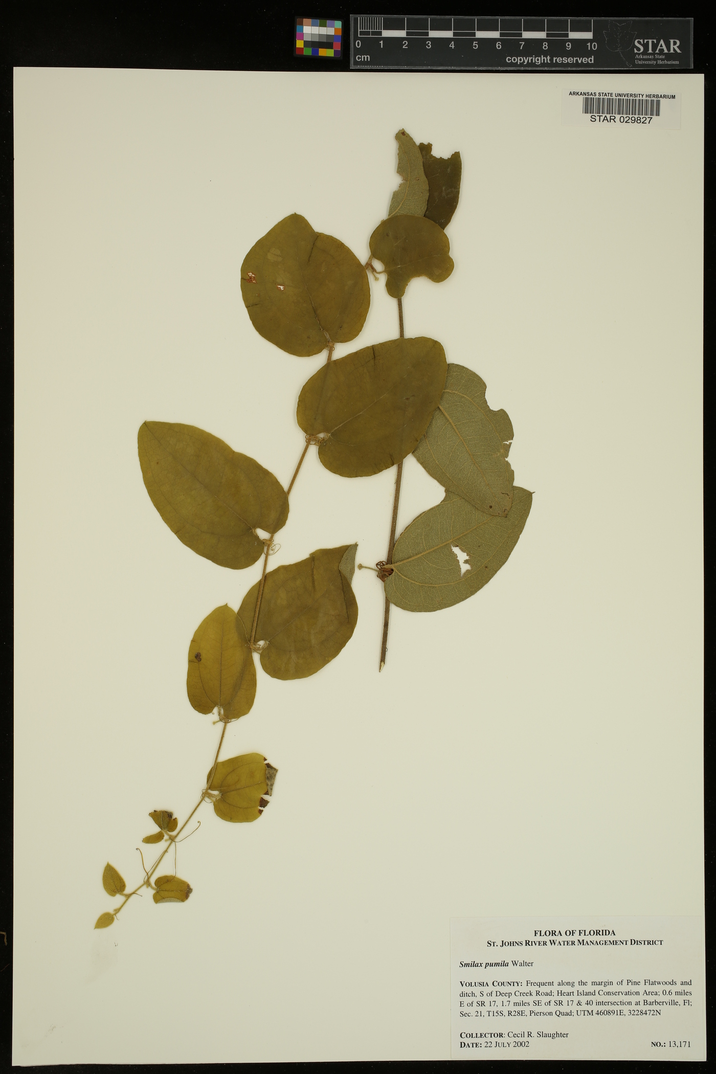 Smilax pumila image