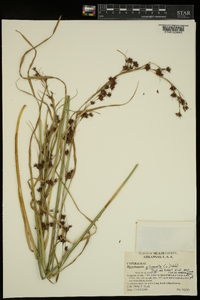 Rhynchospora glomerata image
