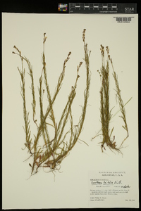 Oenothera linifolia image