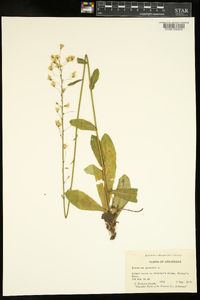 Hieracium gronovii image