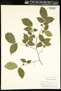 Ulmus serotina image