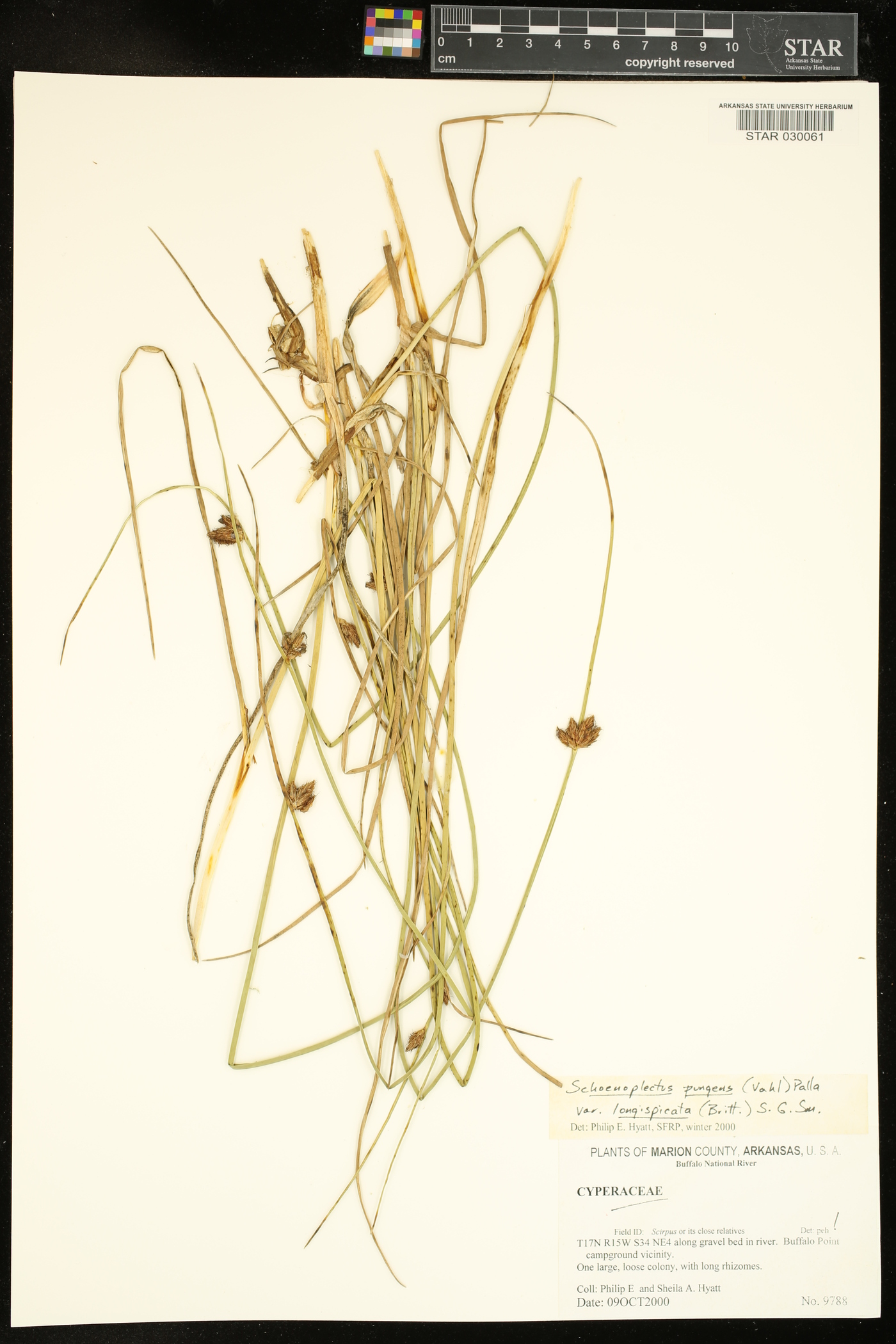 Schoenoplectus pungens var. longispicatus image