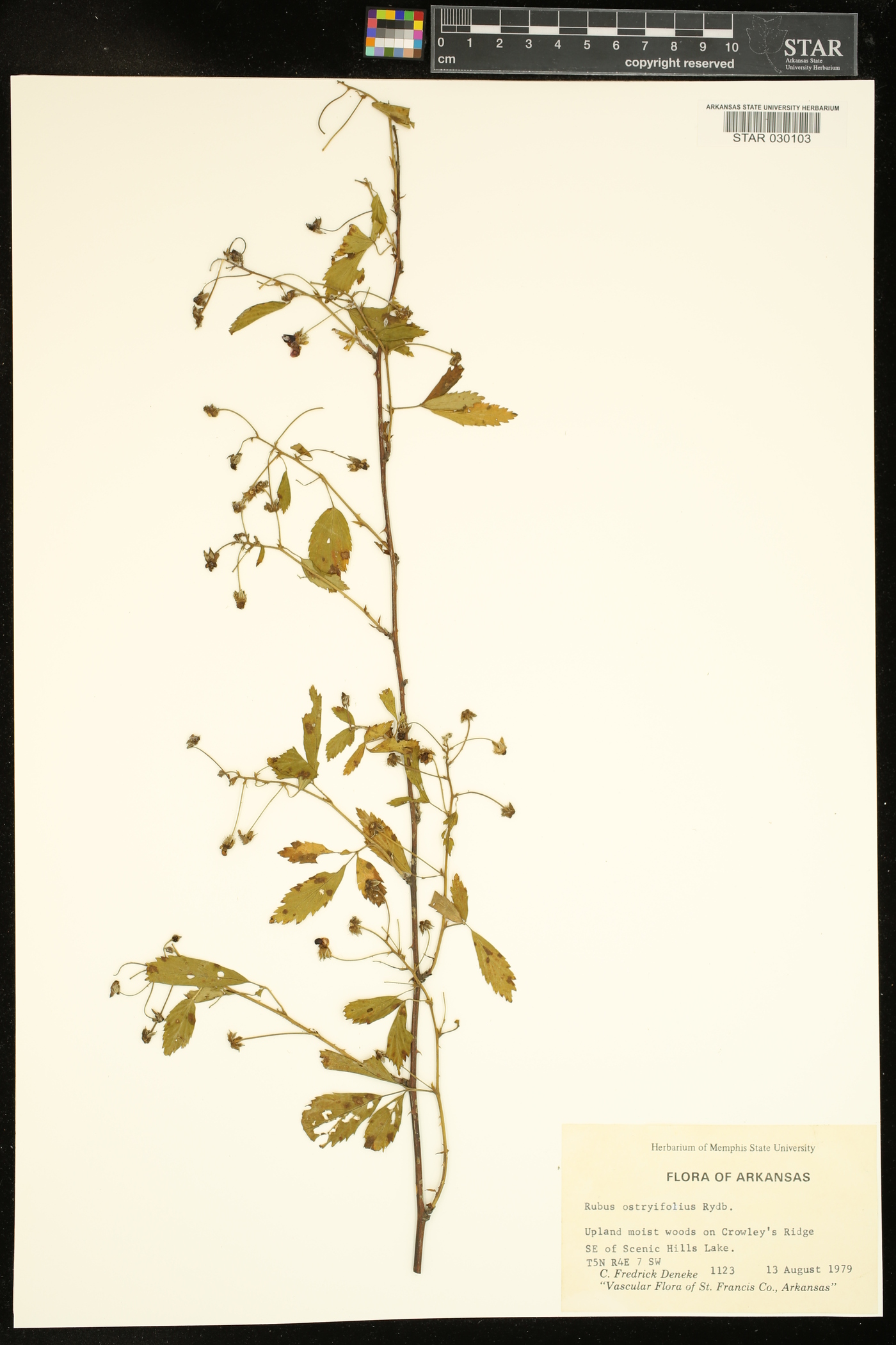 Rubus ostryifolius image