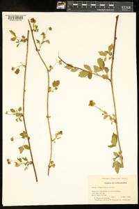 Rubus flagellaris image