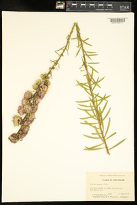 Liatris aspera image