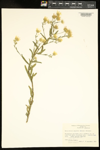 Heterotheca camporum image